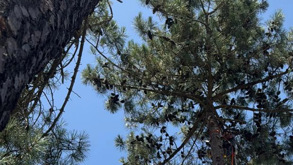 Abate de Pinheiro — serviço profissional da Soares Jardins em Almada e Lisboa