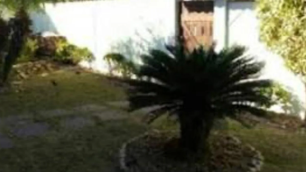 Poda e Arbustos — Soares Jardins