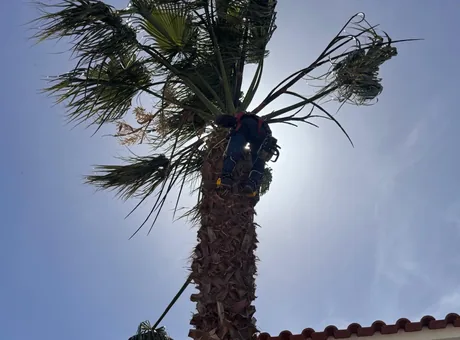 Poda especializada de palmeira pela equipa da Soares Jardins